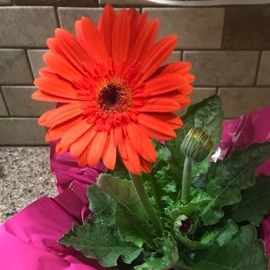 Meet your Posher, Tracy